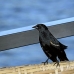 blackbird_shouldered_tawny_jar_h_0436_cub1161.jpg